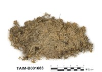 藏品(泥炭苔屬)的圖片